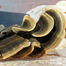 EdibleTurkey Tails fungus, Akesi Farms