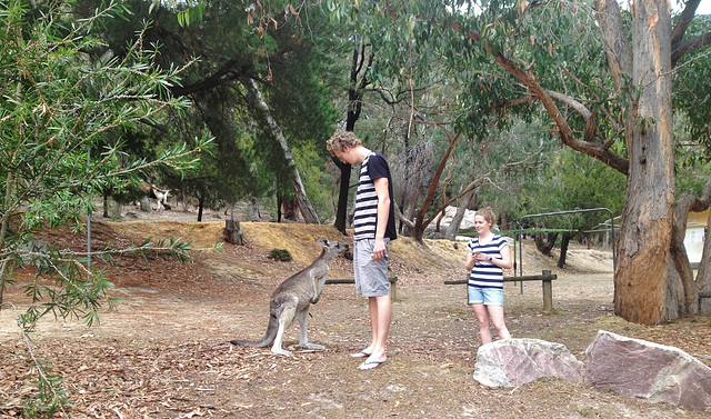 and more kangaroos
