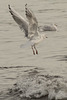 Wetlands Gulls 09