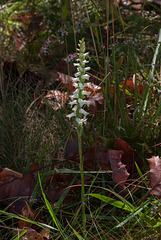 Spiranthes cernua (Nodding Ladies'-tresses orchid)