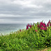 Flowers along the coast ~ West Bay
