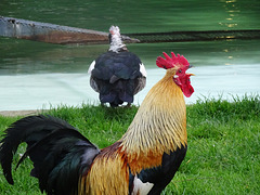 The rooster crows but his glance...