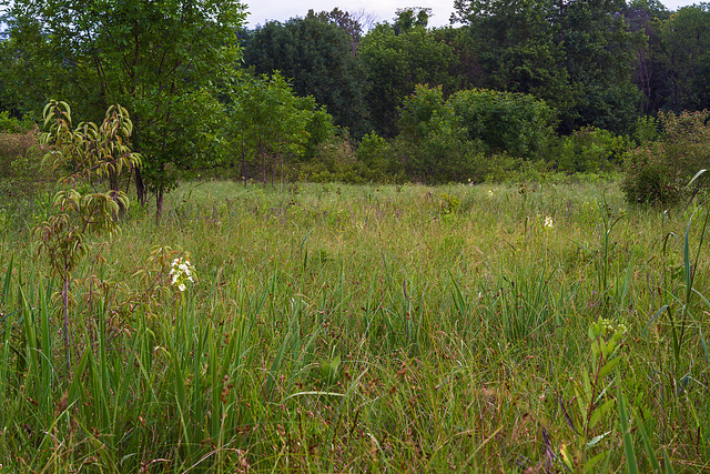 Platanthera leucophaea (Eastern Prairie Fringed orchid) wet meadow habitat