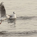 Wetlands Gulls 12