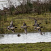 Incoming ducks at Burton wetlands reserve