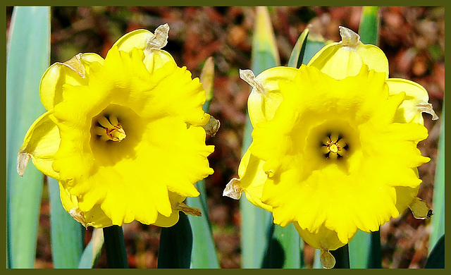 Yellow-couple