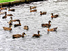 A Paddling Of Ducks,
