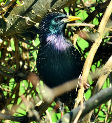 Starling in all his Spring Finery. With a twig to impress the "Laydees"