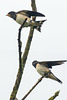 Juvenile Swallows