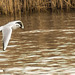 Wetlands Gull 13