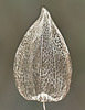 Bionical drawing Naturally desiccated physalis alkekengi with its specific intricated pattern.