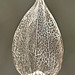 Bionical drawing Naturally desiccated physalis alkekengi with its specific intricated pattern.