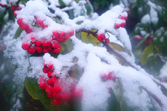 Colour in Winter