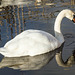 Wetlands Swan 02