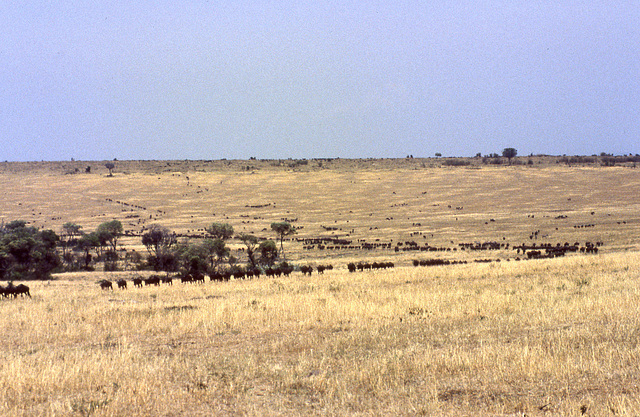 Wildebeest migrating in the Masai Mara