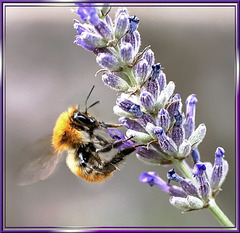 Bumblebee on landing... ©UdoSm