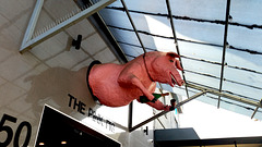 the pink pig