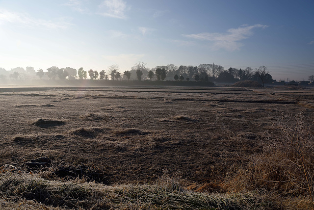Field in the morning