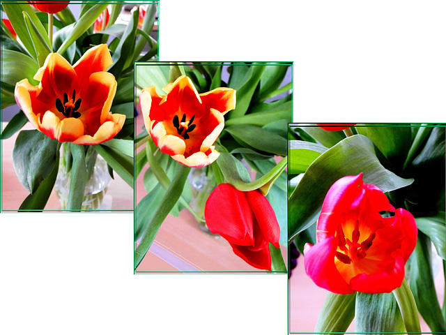 Collage Tulpen