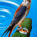 Buntfalke. (Falco sparverius)  ©UdoSm
