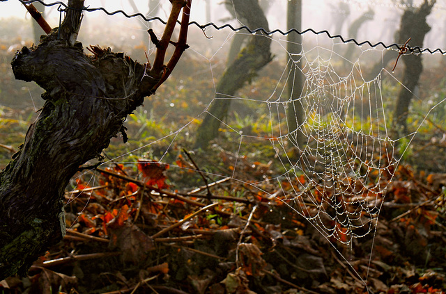 Spätherbst im Weinberg - Late autumn in the vineyard