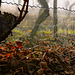 Spätherbst im Weinberg - Late autumn in the vineyard