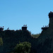 Le château de Saint-Fromond est le paradis des cigognes