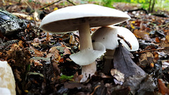 epping forest fungi  (38)