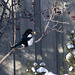Magpie with a Peanut