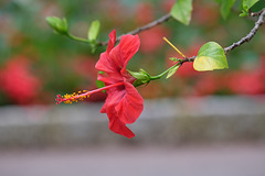 MONACO: Une fleur d' Hibiscus ( signifiant guimauve)