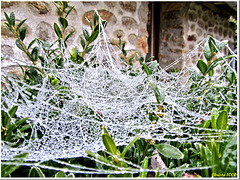 Winter lace (spider web covered with frost)