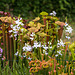 Calopogon tuberosus forma albiflorus (Common Grass-pink orchid) - white form in the bog garden