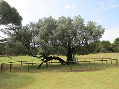 Le plus vieil olivier d'Istrie.