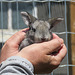Three-week-old Flemish Giant Rabbit