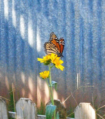 25 MONARCH 27-9-23 THE 1ST MONARCH OF THE YEAR