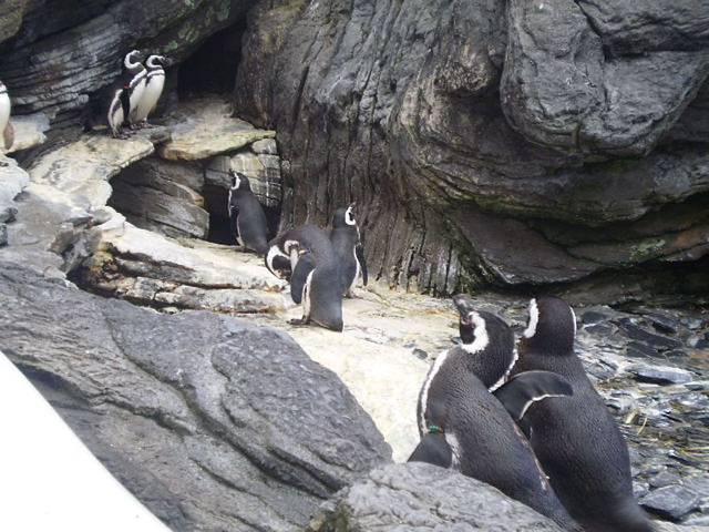 Magellan penguins (Spheniscus magellanicus).