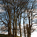 Beech Trees at Avebury