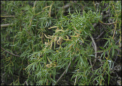 Salix sp (2)