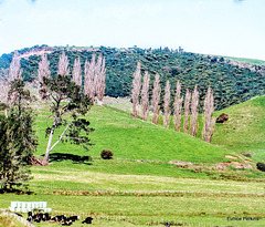 Waitomo Area.