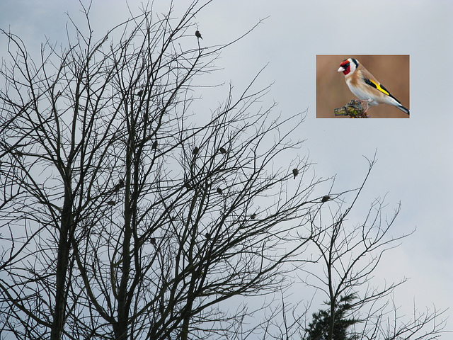 Family of Goldfinches