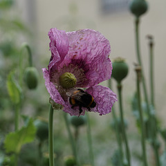 poppy&bumblebee