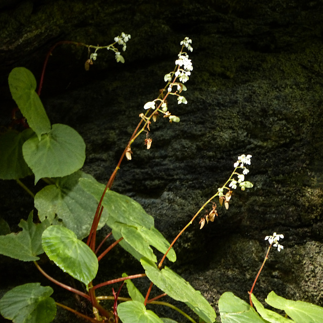 Plant growing on cliffs by Oilbirds' cave