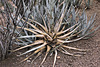 Spoken For – Desert Botanical Garden, Papago Park, Phoenix, Arizona