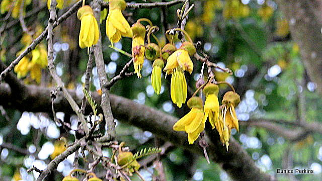Kowhai Tree Flowering.