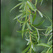 Salix sp (3)