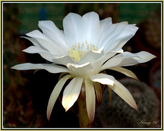 Fleur de Cactus, Cactus flower