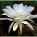 Fleur de Cactus, Cactus flower