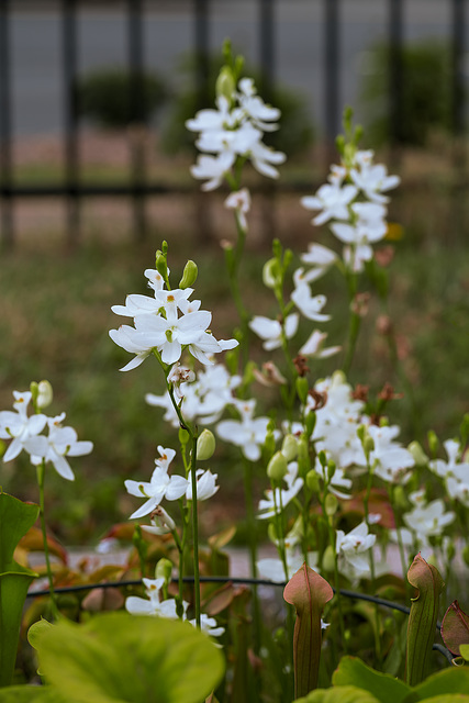 Calopogon tuberosus forma albiflorus (Common Grass-pink orchid) - white form in the bog garden