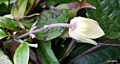 Winter flowering clematis