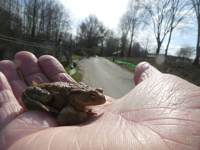 Save the toads...